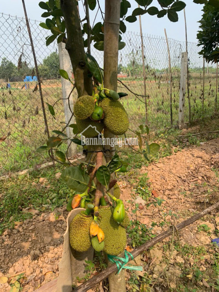 NHÀ CHÍNH CHỦ - GIÁ TỐT - Vị Trí Đẹp Tại Hoàng Hoa Thám, Ba Đình Hàng Xóm Cầu Giấy